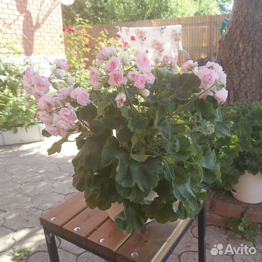 Пеларгонии сортовые