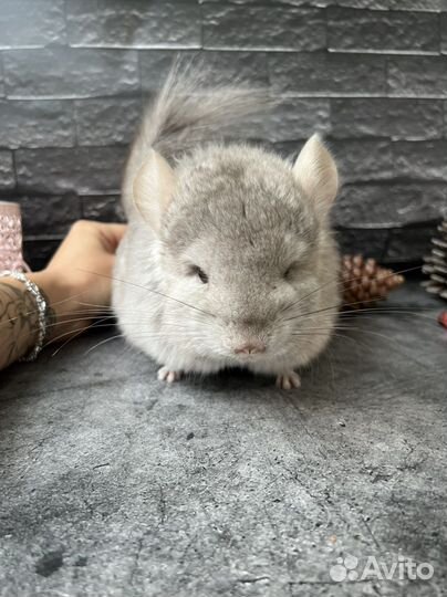 Шиншилла ангора