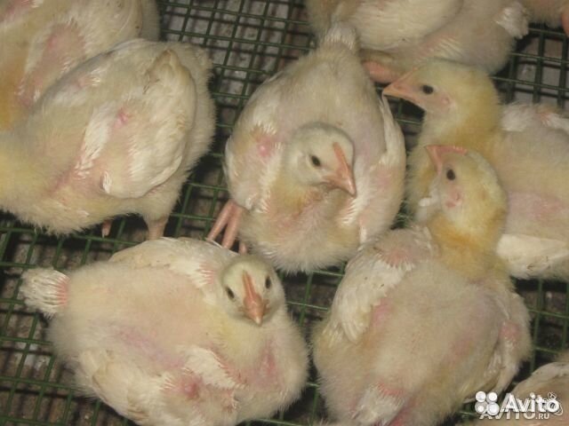 Индюшата подр.Бройлер 15.08,несушки,утята