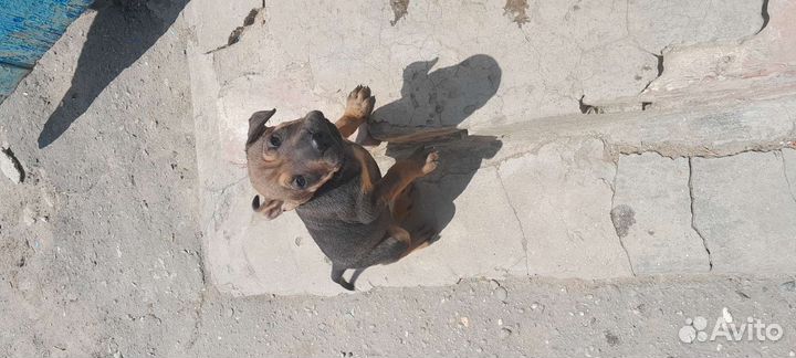 Собаки щенки шарпей