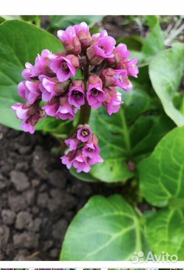 Садовые цветы