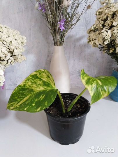 Эпипемрум золотистый