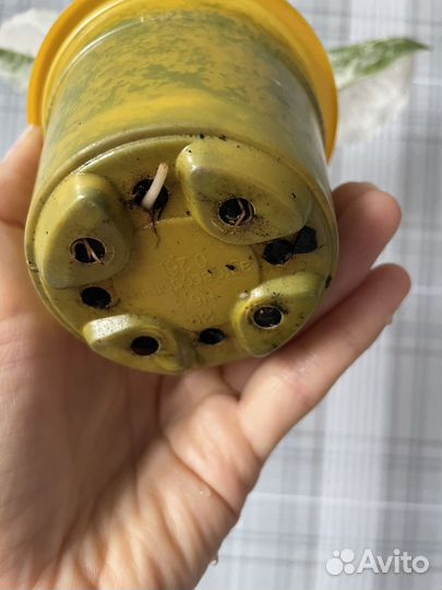 Сингониум imperial white/империал вайт