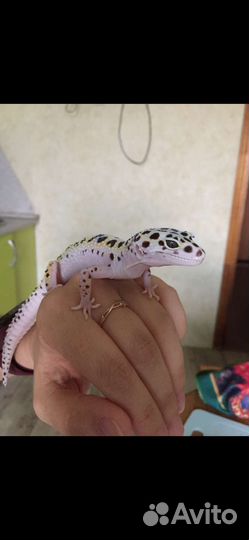 Геккон эублефар