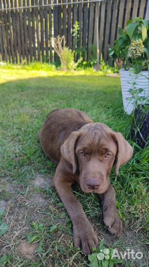 Лабрадор щенок