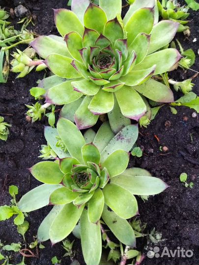 Суккуленты