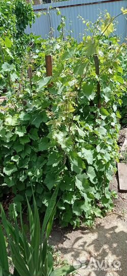 Саженцы винограда