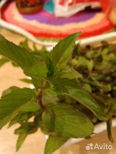 Мята отводки