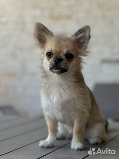 Щенки чихуахуа длинношерстные