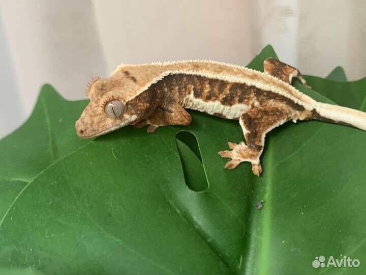 Реснитчатый бананоед