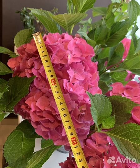 Гортензия крупнолистная