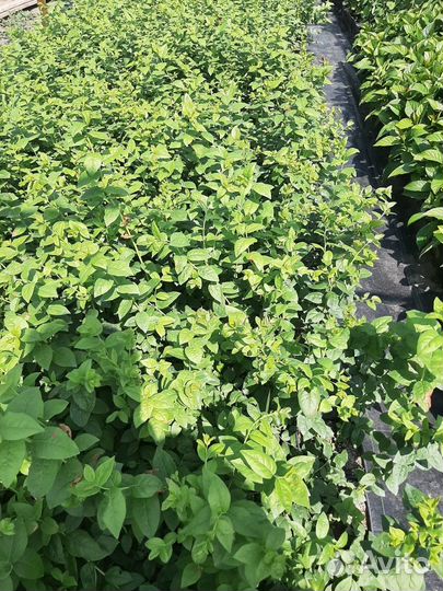 Саженцы голубики Опт