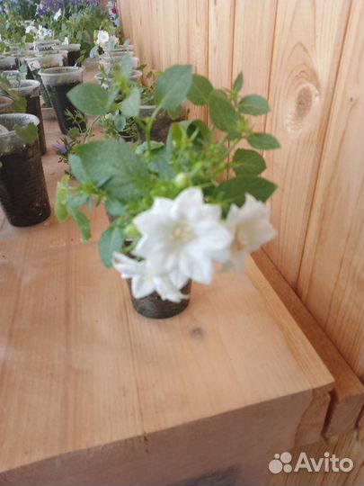 Кампанула (махровая невеста)