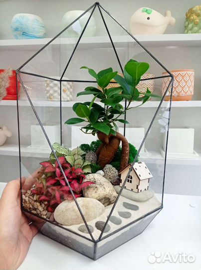 Фикус Бонсай