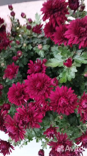 Хризантемы зимующие