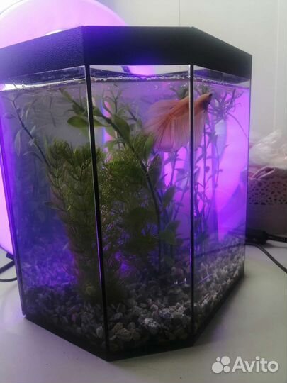 Рыбка петушок