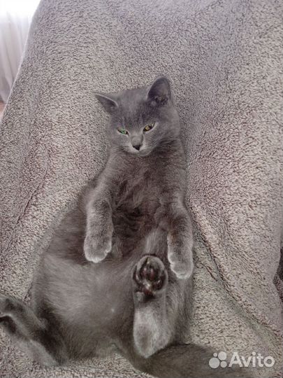 Кошечка британка