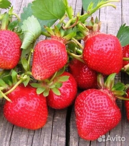 Клубника рассада