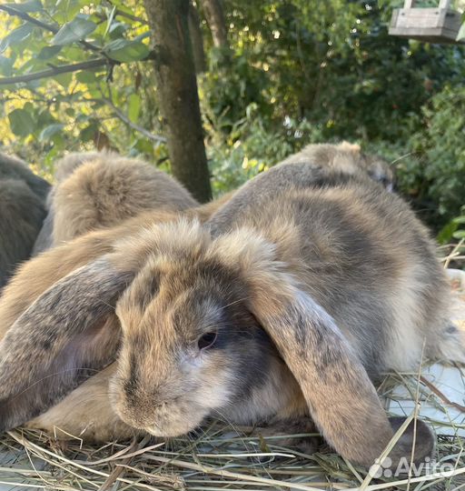 Французские бараны