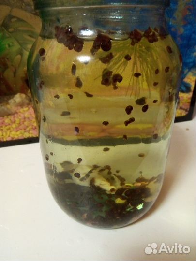 Улитки для аквариума