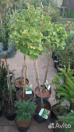 На штамбе огромный выбор хвойных и лиственных