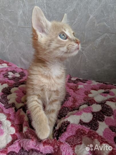 Рыжий котенок девочка