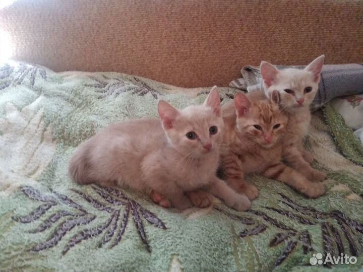 Отдам котят