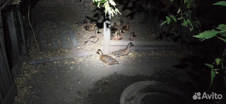 Утки подсадные для охоты, кряква