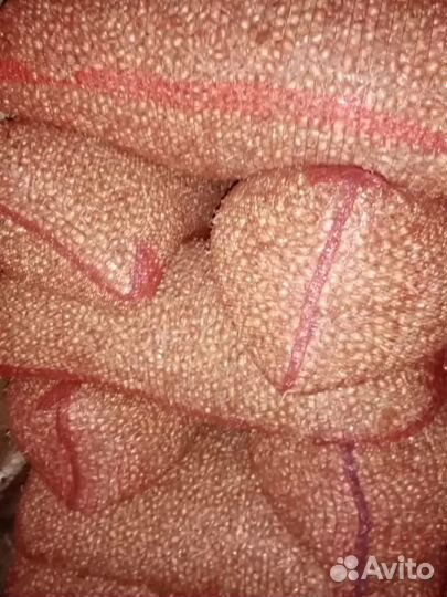 Лук севок Штутгартер