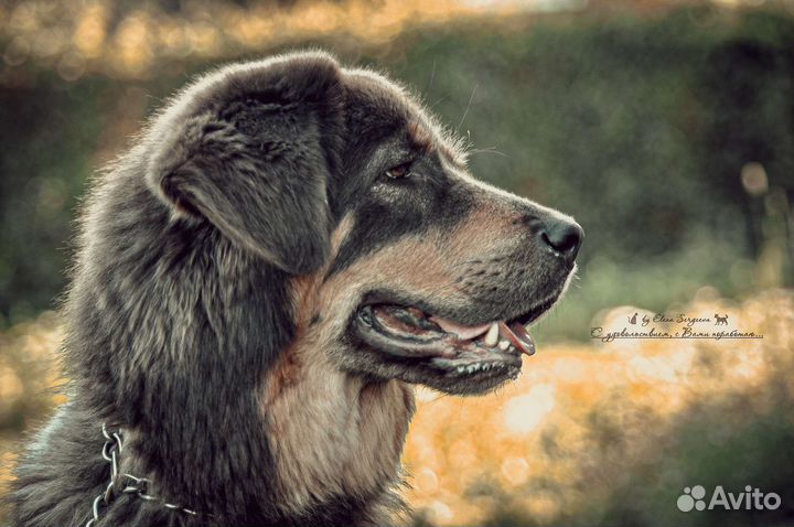 Передержка собак. Дрессировка. Загородный дом