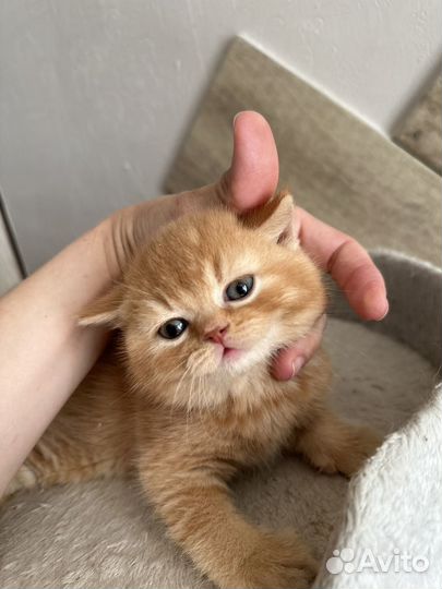 Британские котята