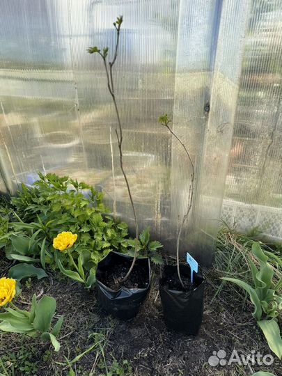 Орех Маньчжурский