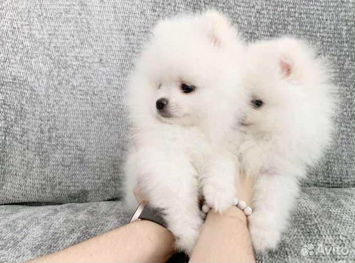 Щенки померанского шпица