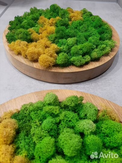 Комплект кругов из стабилизированного мха