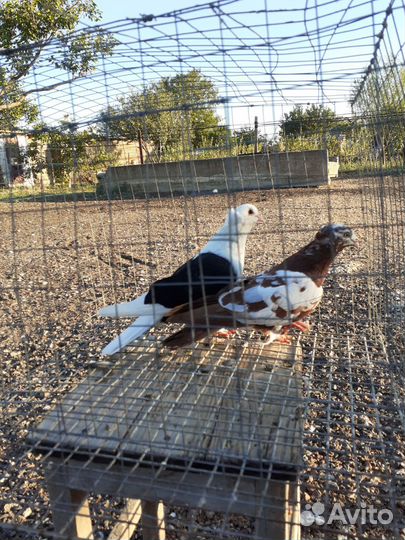 Голуби бакинские