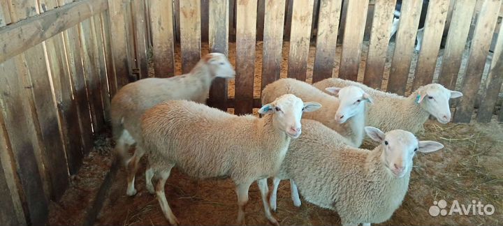 Катумские бараны