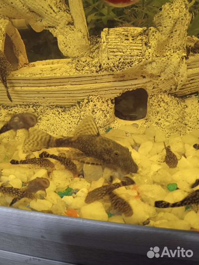 Сом анциструс