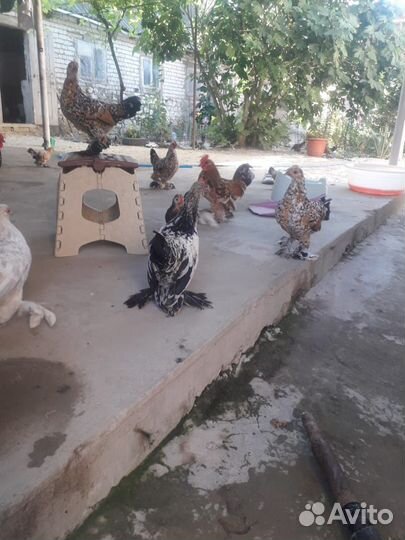 Китайские куры