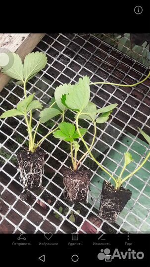 Рассада клубники