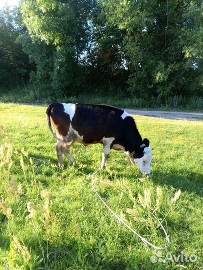 Тёлки тельные