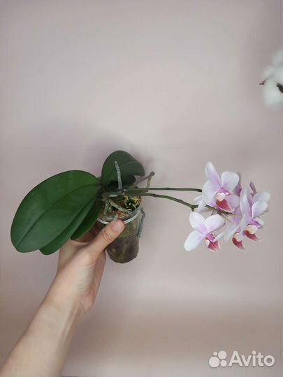 Орхидея фаленопсис