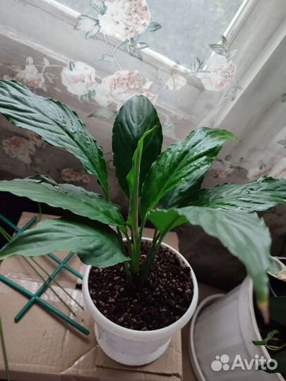 Комнатные растения