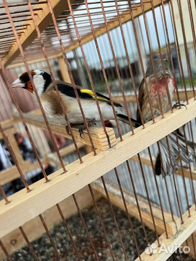 Щегол чиж чечётка