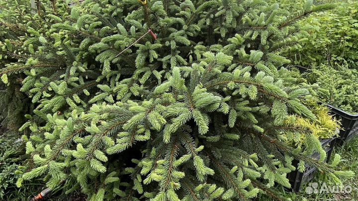 Саженцы елки, хвойные растения, ель голубая