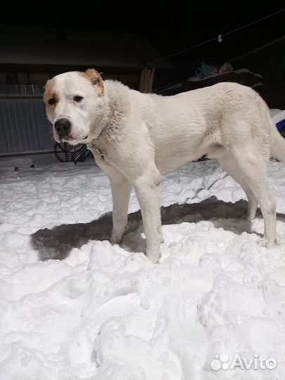 1 год алабай родословная хорошая