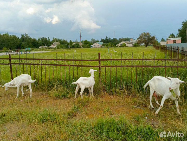 Зааненская коза