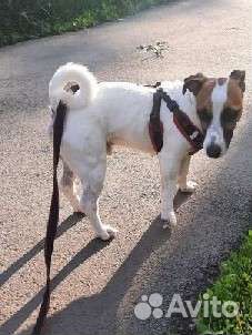 Вязка собак