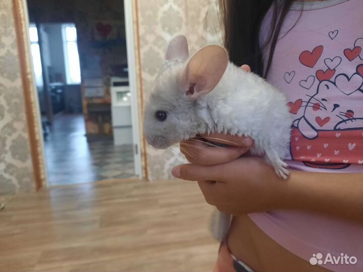 Шиншилла