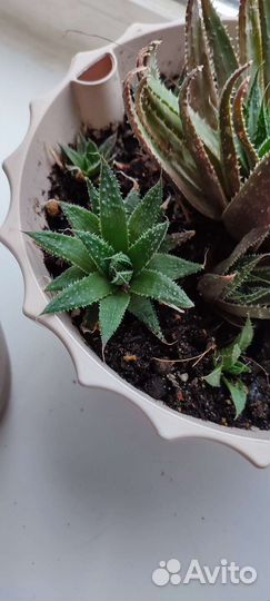 Алоэ остистое