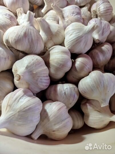 Чеснок